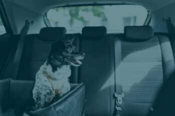 Transportando seu Pet com Segurança: Guia Completo para Viagens e Passeios